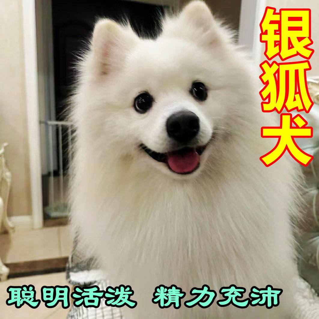 日本银狐犬，幼崽的萌态能否俘获你的心？🐾-狗狗-淘宝好物网, image size:1062x1062