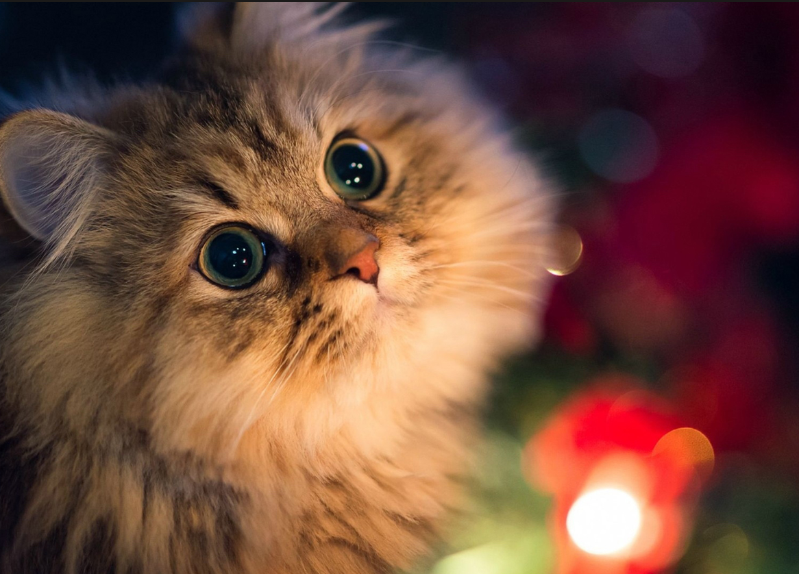 7岁 老猫为啥不能继续吃成猫粮?心脏肾脏双护的选粮逻辑