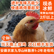 Anhui Jiuhua Mountain runs wild live Cordyceps sinensis authentic farmyard pregnant women nutrition 1-2 years old hen in southern Anhui