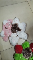 Rex rabbit fur little rabbit fur pendant cute dead rabbit pendant schoolbag pendant car keychain