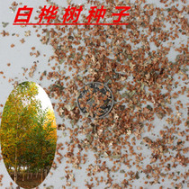 New Mining White Birch Tree Seed White Birch Pink Birch Birch Seed Grove Seed Grove Green Line Tree Seed