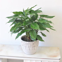 Large-scale green plant living room flower purification air belt potted plant good office formaldehyde absorption and radiation protection