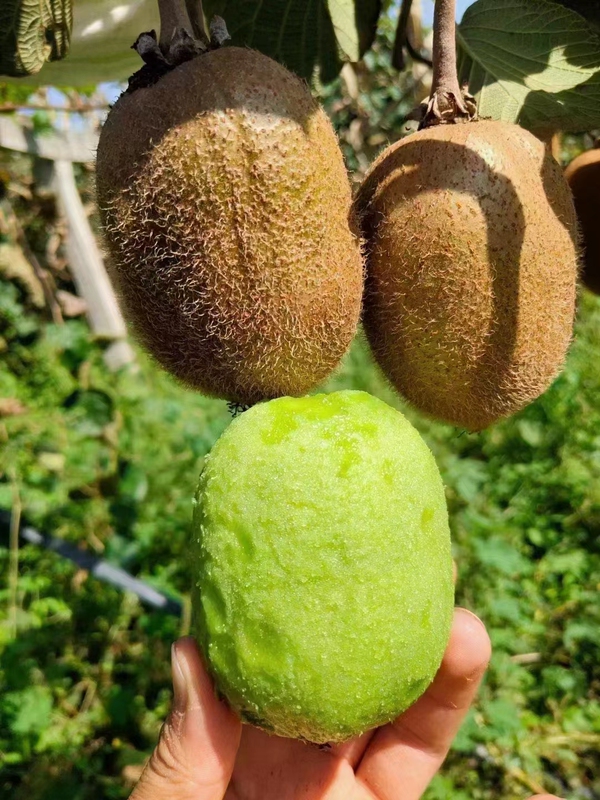 Cui Xiang Kiwi