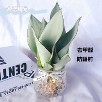 Recommended White Jade Tiger Pilan hydroponic potted indoor green living room office in addition to formaldehyde flowers good green desktop