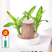 Brazilian Wood Groot tree people flowering water raising all year round lucky wood without teeth delivery]