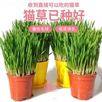 Cat grass has been planted. Catgrass hydroponic cat grass seed wheat planting catfish seed wheat planting catnip seed
