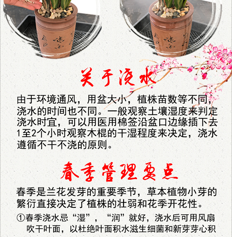 Orchid gia đình đặc biệt nguồn cung cấp vườn Jianlan Molan Lan Lan Chunlan trong nhà trong chậu hoa và cây sỏi trồng cây