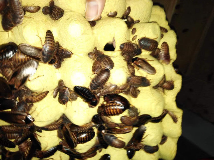 Dubia cockroach live larvae sub-into various specifications of the palace lizard red dragon feed package live