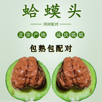 Wenwan walnut green skin Yanqing toad head Huairou old tree golden toad natural lion head plate play handle piece with green skin