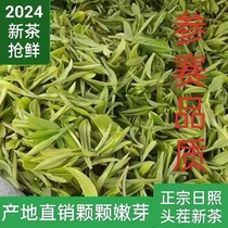 Rizhao Green Tea 2024 Early Spring Tea Top Pick Special Chestnut Sweet Pea Fragrance Mingqian Strong Fragrance Alpine Cloud Mist