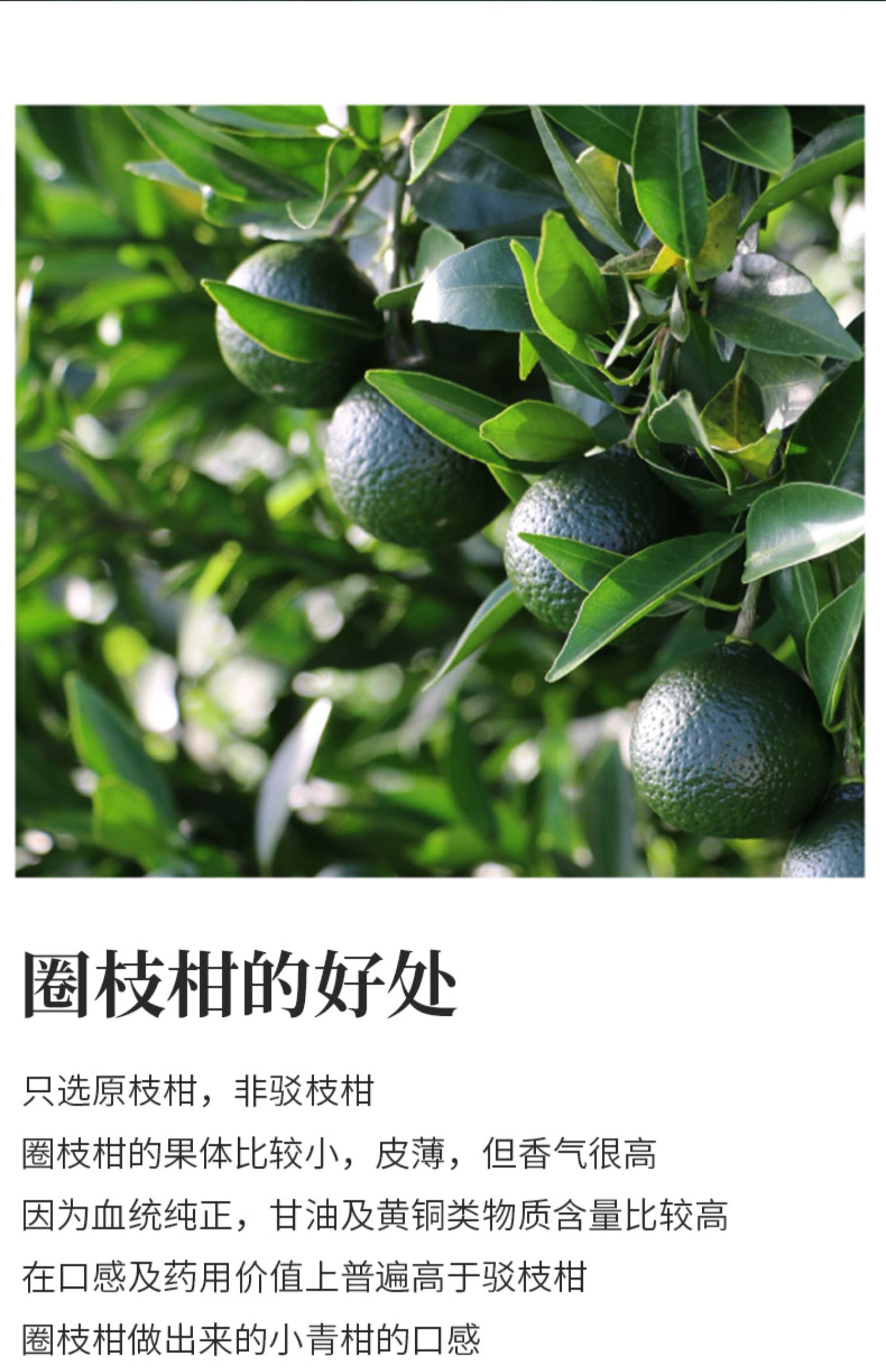 【芯仙茗堂】新会小青柑普洱茶250g