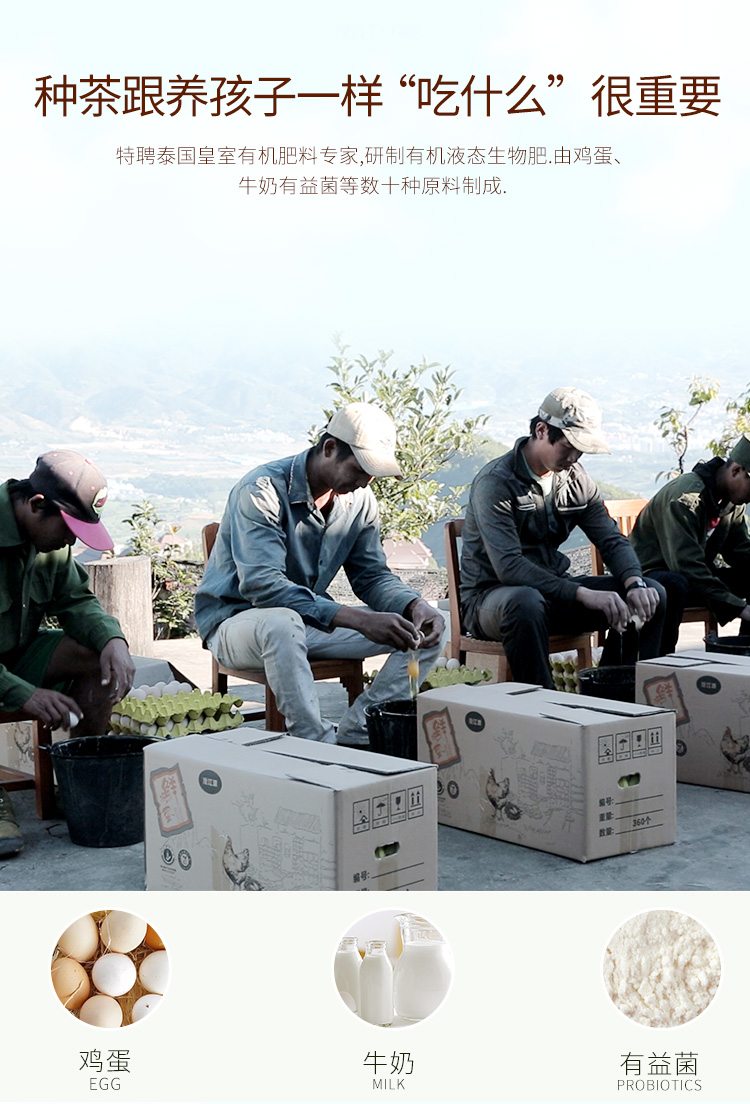 四国有机认证 芯仙茗堂 蜜香红乌龙茶 高山有机茶 100g 图3