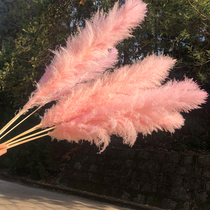 ins wind pink large reed Pu reed dried flower bouquet decoration eternal life natural air-dried real flower home furnishings