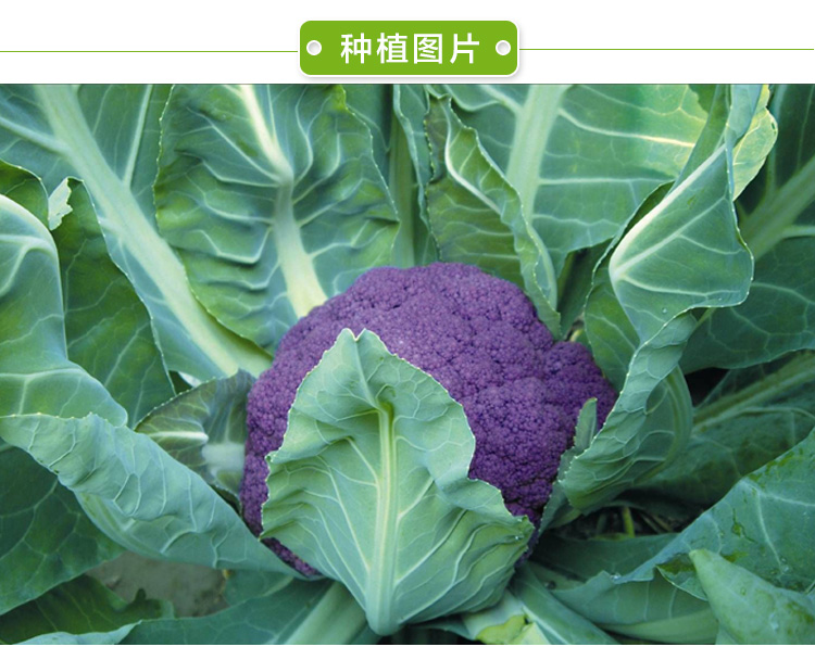 进口智利紫色花椰菜种子紫荆花彩包蔬菜花菜菜花种子阳台盆栽 冬鞋清仓 智利 种子 花椰菜 花菜 紫荆花途虎网 进口智利紫色花椰菜种子紫荆花彩包蔬菜花菜菜花种子阳台盆栽 冬鞋清仓 智利 种子 花椰菜 花菜 紫荆花途虎网
