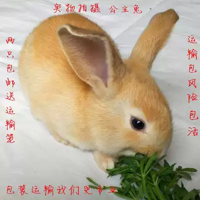 Rabbit live meat rabbit Large pet rabbit Small white rabbit Belgian meat rabbit New Zealand Purebred giant farm