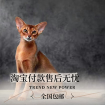 Purebred Abyssinian cat red original color blue Abby pet cat live non-shedding pedigree cattery