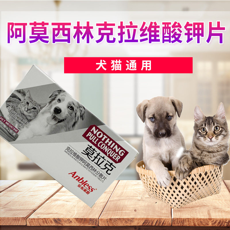 Morakot pet anti-inflammatory dog ​​cat anti-inflammatory skin disease urine treatment urinary cold cat nasal branch medicine