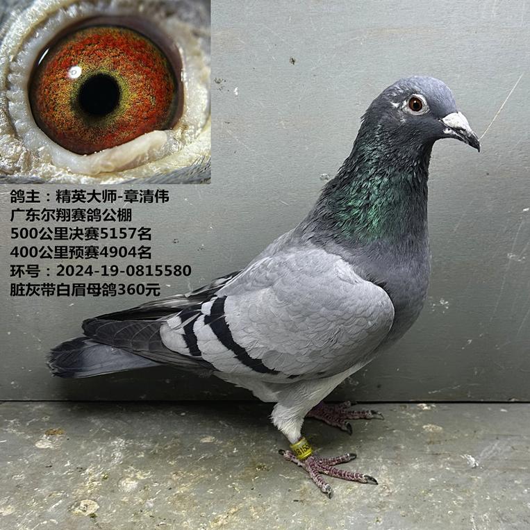 广东尔翔赛鸽公棚成绩鸽，赛鸽爱好者的首选？🏆-鸟-淘宝好物网