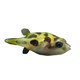 Submarine puffer fish zebra dog head tropical chocolate doll angry pet fish live freshwater ornamental fish