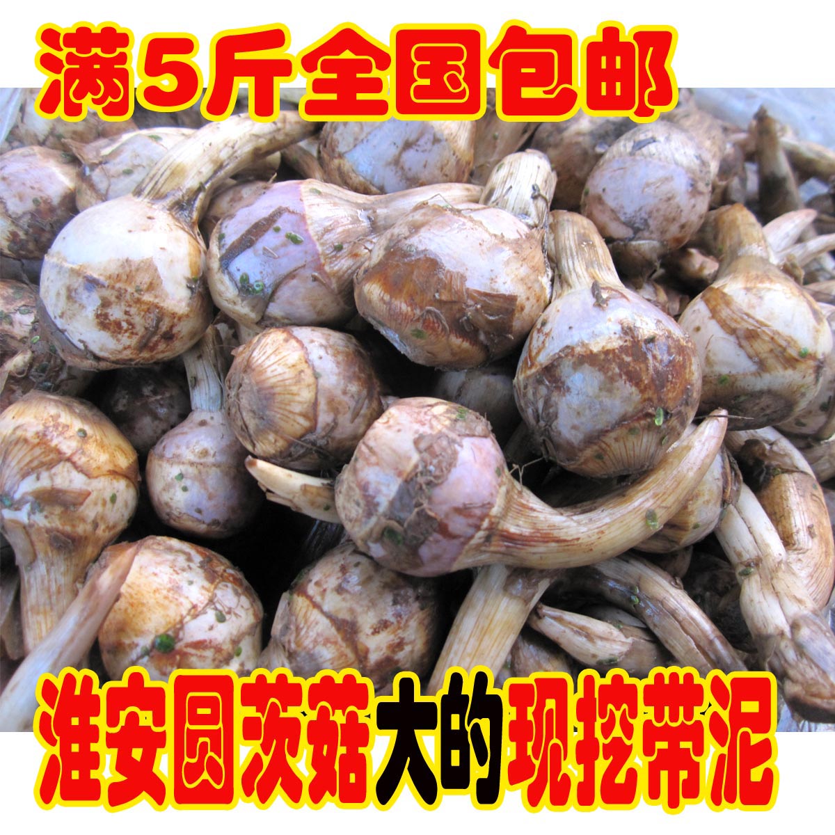 The lower city was made up of Huai'an Yuantz mushrooms 500 gr (with a large head) Sprout Mushrooms Coattails White Horseshoe Mushrooms