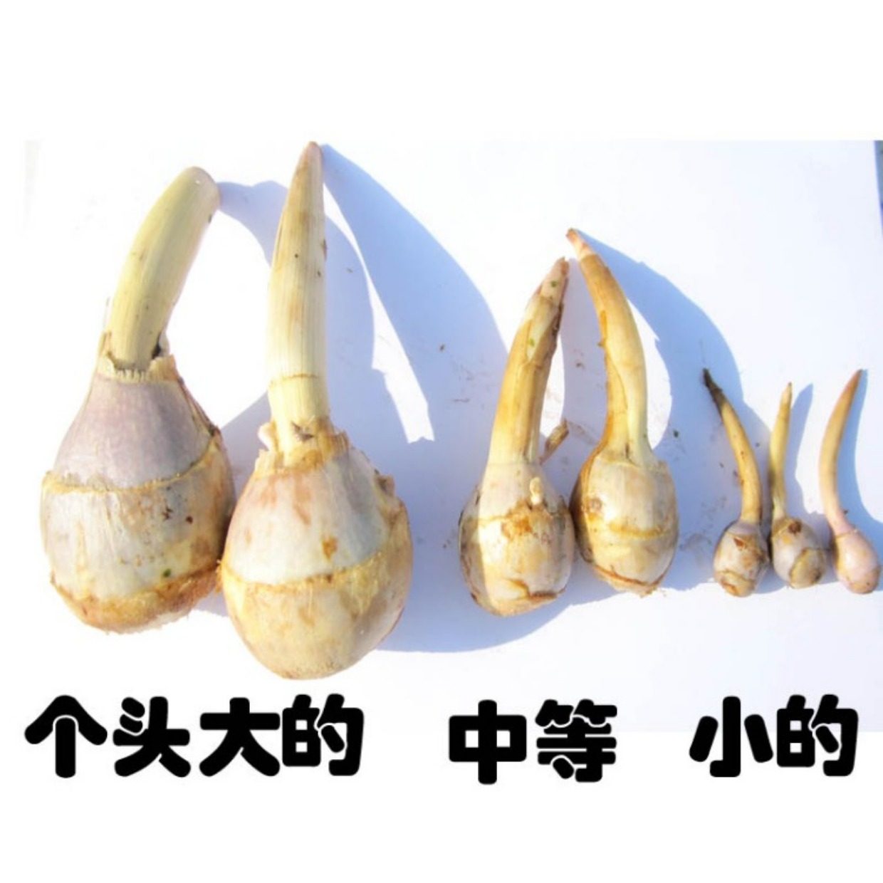 茨菇草图片,白菇图片,菇叶片图(第2页)_大山谷图库