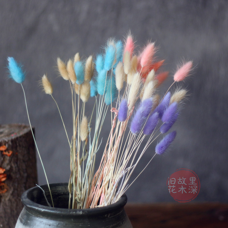 Rabbit Tailgrass Drying Flowers Real Flowers Home Decoration Furnishing Art Dry Flowers Dried Grass Rabbit Tail Grass Shooting Props Rabbit Tail Grass