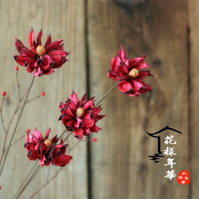 Yanhe Chrysanthemum Countryside Wind Cotton Shell Dry Flower Chrysanthemum Goose River Kikui Residence Decoration Dried Flower Branches Floral Flower Inserts Boutique