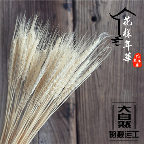 Wheat ear dried flower Pastoral country natural plant Art decoration Wheat ear barley shooting props Dried flower New product