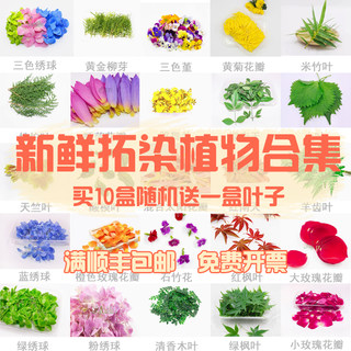 植物敲拓染鲜花 花卉材料 拓草材料贴花拓印捶花新鲜绿植树叶押花