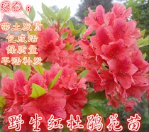 Wild Yingshan red flower seedlings national flag red red rhododendron flower seedling balcony potted flower bag live Yingshan Red