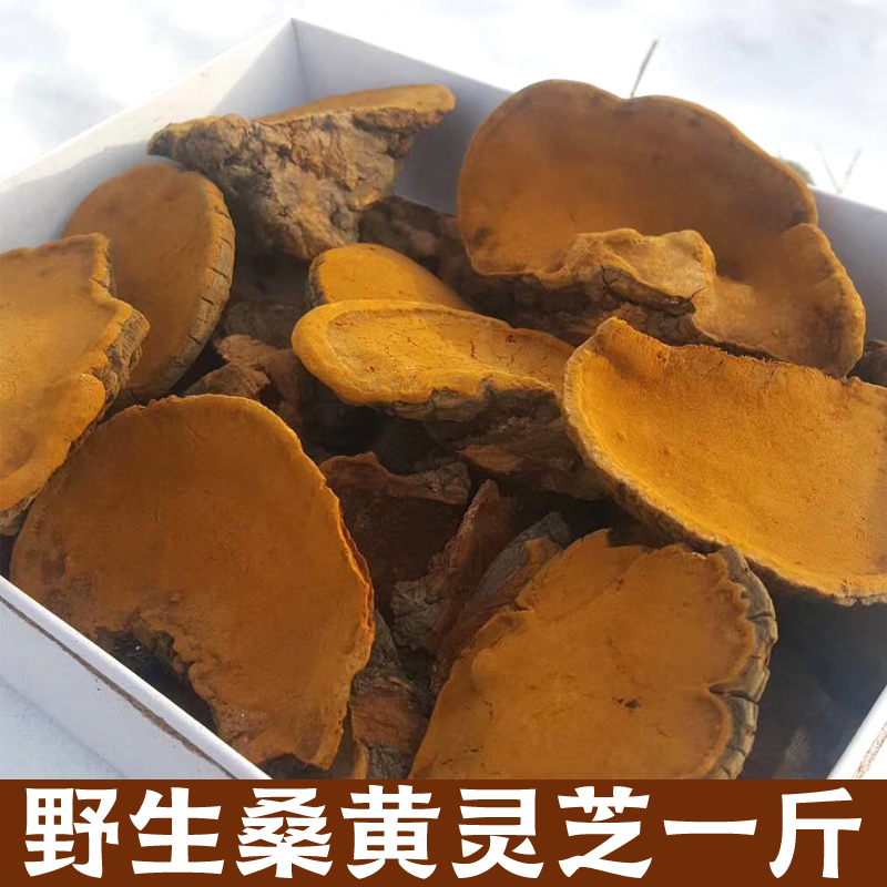 Mulberry Yellow Northeast Special Grade 500g Changbai Mountain Mulberry Yellow Mushroom Tea Mulberry Tree Mulberry Yellow Lingzhi Bubble Tea Box Non-Tibetan