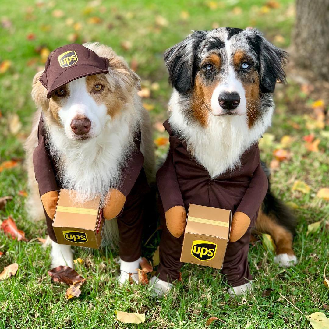 Одежда Amazon funny express, домашние животные, собаки, кошки, маленькие, средние и крупные собаки, принадлежности для бойцовых золотистых ретриверов, осень и зима Изображение 1
