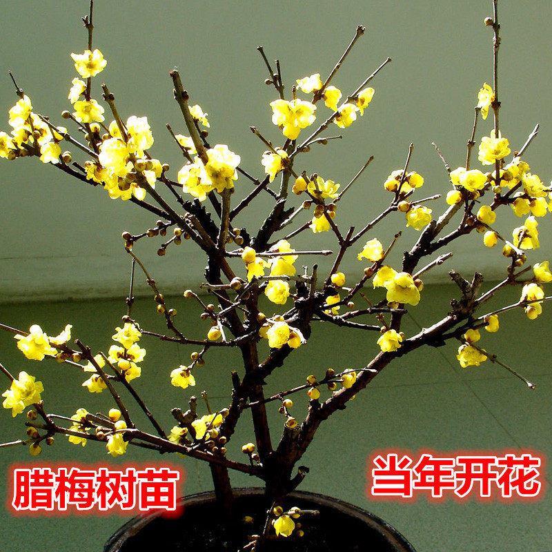 Wax plum tree seedlings potted plum tree seedlings Potted plum bonsai preserved plum flowers for winter flowering trees