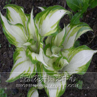 Potted green plant flower leaf jade Hairpin green leafy jade Hairpin Flower Seedling Patio plant Back in the year to blossom white Calyx Flower White Crane Fairy