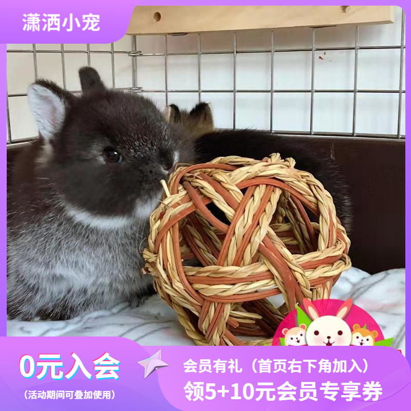 Japanese Nature Piets One to tease the teeth Tooth Balls Loaded Straw Balls Rabbit Dragon Cat Guinea Pig Hamster Hamster Toy Can Eat-Taobao