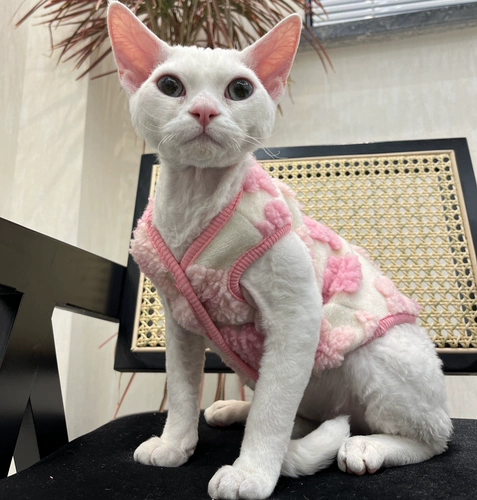 Tu Tufen Cat Одежда Sphinx безволоса