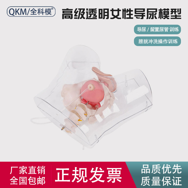 高级男女性透明导尿模型人体导尿护理训练模型模拟人可替换生殖器