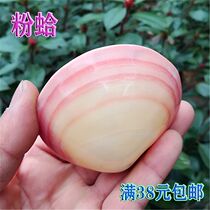 Natural Sea Snail Shell Pink Clams Pink Shell Specimen Collection Fish Tank Aquarium for Scape Decoration Creative Gifts