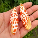 Натуральная раковина раковина koi красная ручка рыба