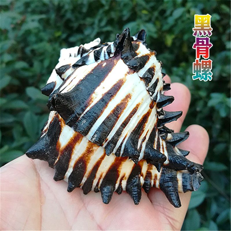 Natural shell conch black zebra bone snail black bone snail fish tank aquarium decorative roll fish hermit crab replacement shell