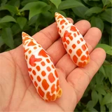 Натуральная раковина раковина koi красная ручка рыба