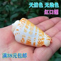 Red Mouth Snail Brocade Artichoke Spire Natural Sea Snail Shell Fish Tank Aquarium Design Showcase Design