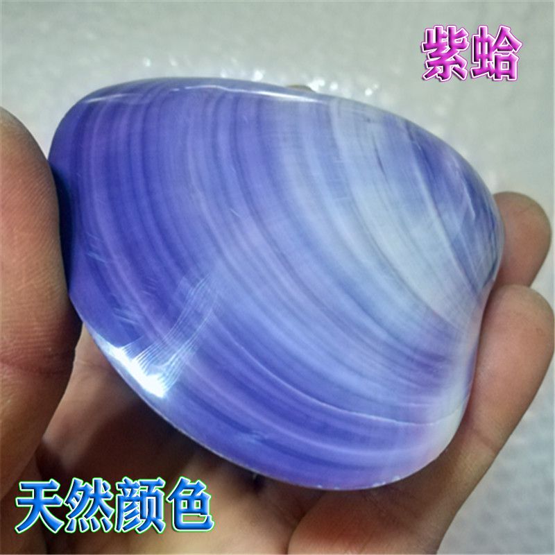 Natural screw purple shell double - shell purple - shell aquarium aquarium scenery home collection - making creative gifts