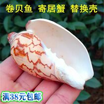 Pattern landscape snails natural sea snail shell vortex befish host crab replacement shell fish tank water ethnic decoration pendulum