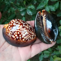 Natural rare marine snail shells Turtle nail specimens snaking a fish tank for a Mediterranean home collection