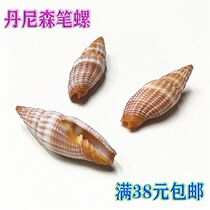 Natural rare shell sea snail rose pen stud Denizen pen snail fish tank Scape Specimen Collection Shop Window Design
