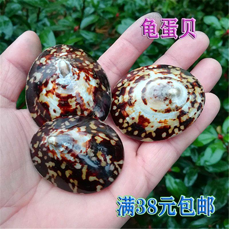 Natural Sea Snail Shells Tortoise Egg Behold Pieces Specimen Collection Mediterranean Home Swing Accessories Fish Tank Water Group View