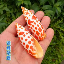 Natural Sea Snail Shell Brocade Carp Snails Red Pen Snail Fish Tank Water Family Building Decoration Home Collection Shop Window Design Dyi