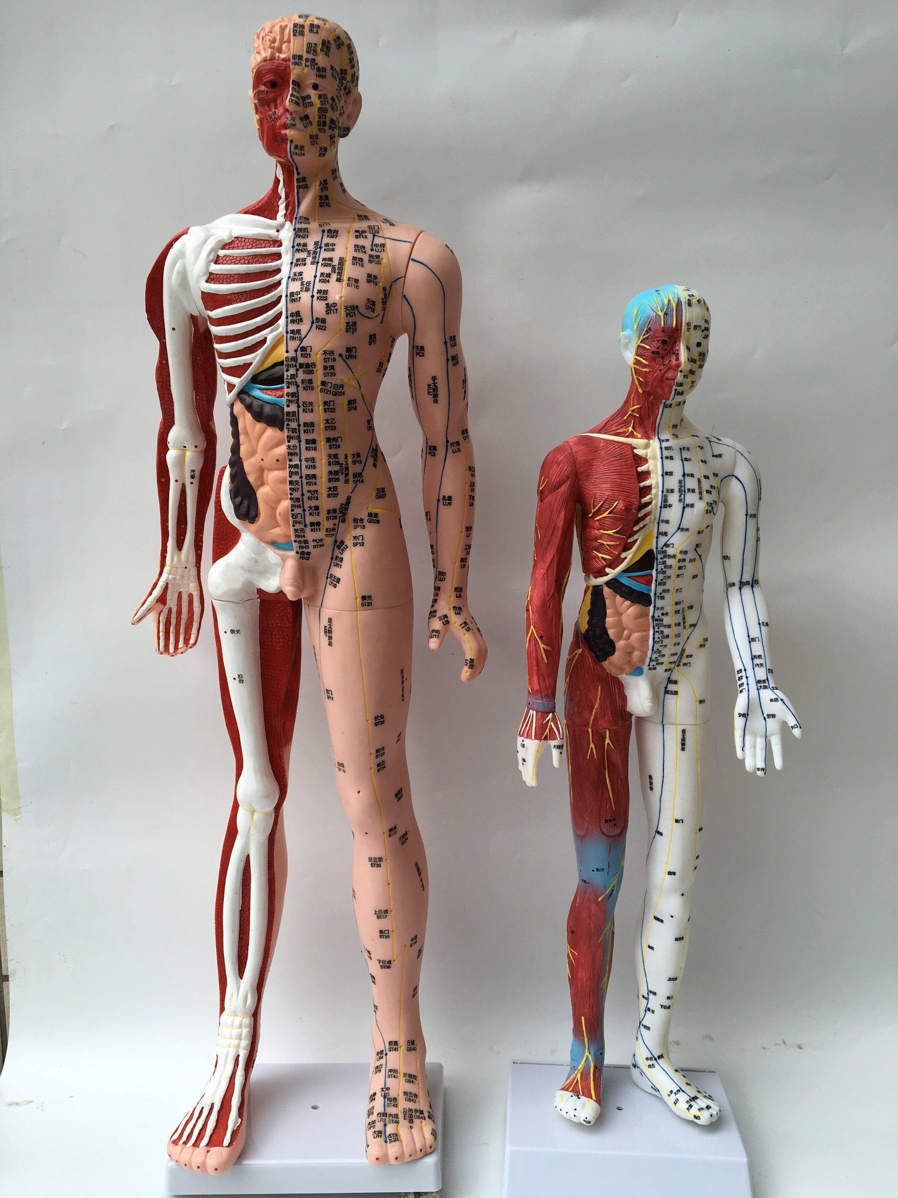 Human body model acupuncture Human meridian point model teaching model 48cm50cm60cm80cm