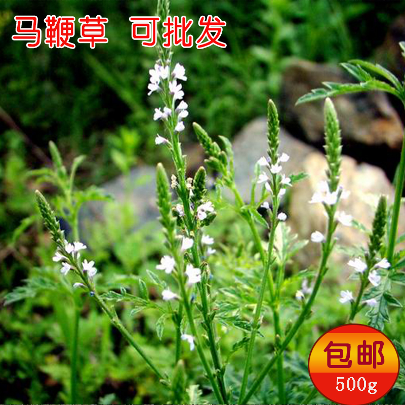 Horse Whip Herbal Medicine Herbal Tea Wild Powder Dry Guard Rail Whip Horse grass Horse whip slightly new stock 500 gr